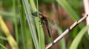 Стрекоза белолобая. Leucorrhinia albifrons. Насекомые Беларуси.