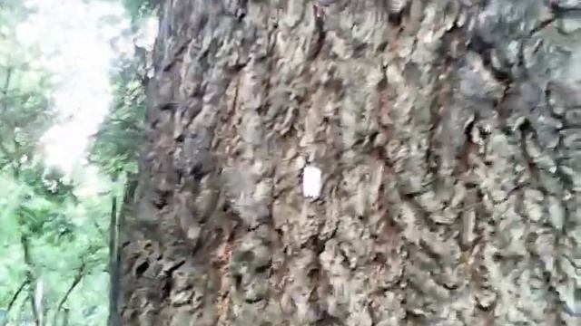 гусеницы смотреть онлайн