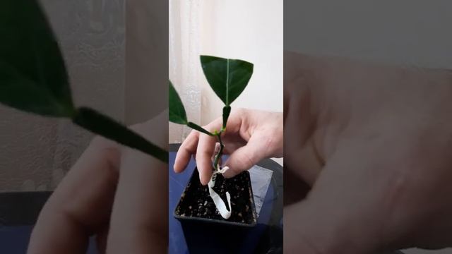 ПРИВИВКИ ЦИТРУСОВ В ДОМАШНИХ УСЛОВИЯХ. смотреть онлайн