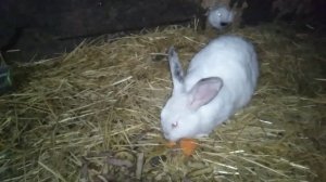 Купил КРОЛИКОВ! Личный опыт//Калифорнийцы/Панон