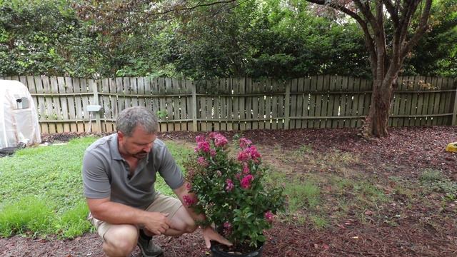How to grow Berry Dazzle Dwarf Crape Myrtle - Burgundy-Red Foliage and Fuchsia Blooms