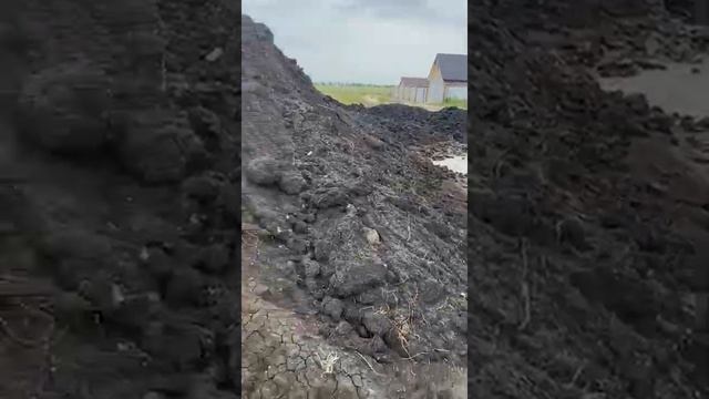 Чернозём с доставкой. 1300 за куб от 20 кубов. Качество наилучшее, жирный, без камней и веток. смотреть онлайн