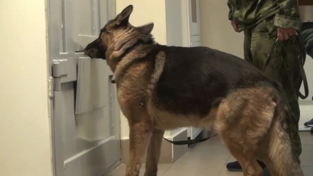 В Томске состоялись учебно-тренировочные сборы специалистов-кинологов