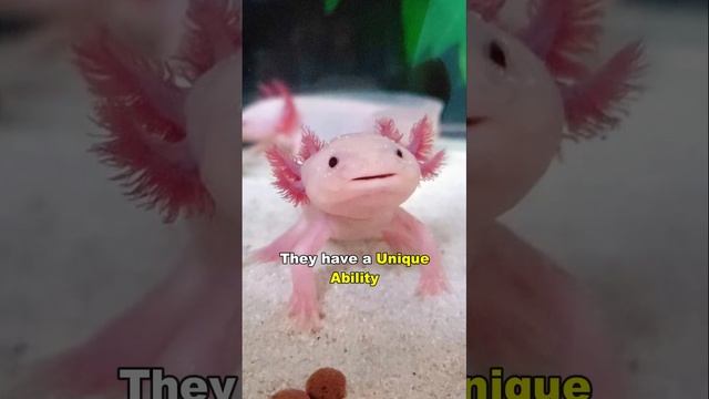 Axolotl | The Cute Water Dragon