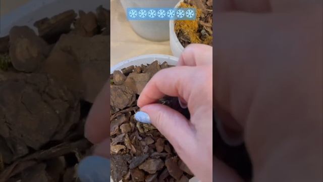 50. Замерзшие орхидеи. Что делать #УходЗаОрхидеями смотреть онлайн