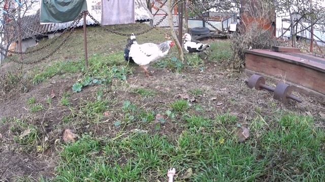 КАК СДЕЛАТЬ СТИРАЛЬНЫЙ ПОРОШОК СВОИМИ РУКАМИ. КУПИЛИ НОВУЮ МАШИНУ. НОВЫЙ РЕЦЕПТ. смотреть онлайн