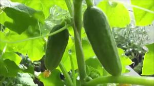 Огурцы и паутинный клещ! Перец и вершинная гниль!