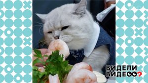 Музыкальный кот. Видели видео? Фрагмент выпуска от 27.09.2020