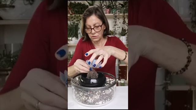 Jak przesadzać sukulenty - Echeveria White Lotus смотреть онлайн