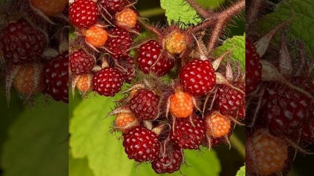 Саженцы Малины японской