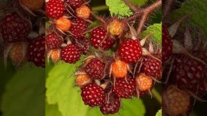 Саженцы Малины японской