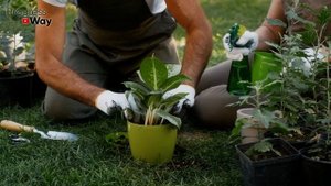 Как Правильно Посадить Фиттонию После Покупки Чтобы Вскоре Зацвела? Секреты Посадки Фиттонии!