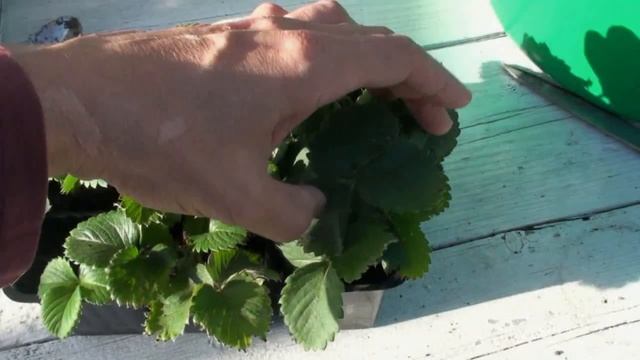 Пришла пора размножать клубнику. Какие усы брать на укоренение.