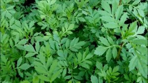 КАК ПОСАДИТЬ БАРХАТЦЫ.ЛЕГКО И ПРОСТО.