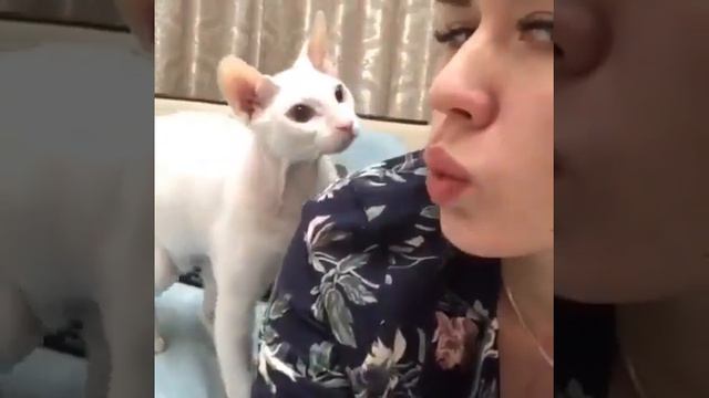 Кошка бьет хозяйку по морде смотреть онлайн