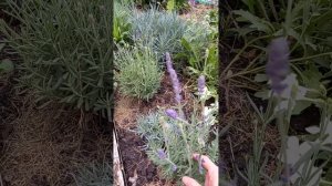 Лаванда широколистная. Тестирование.