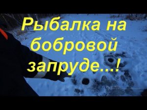 Подлёдная рыбалка на бобровой запруде.