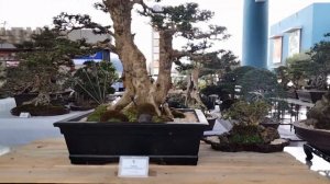 Bonsai Ala Eh Show & Exhibit 3rd Edition (Part #1) [w/ English Subtitles]