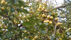 Ягода Калина ! Собираем варим варенье !