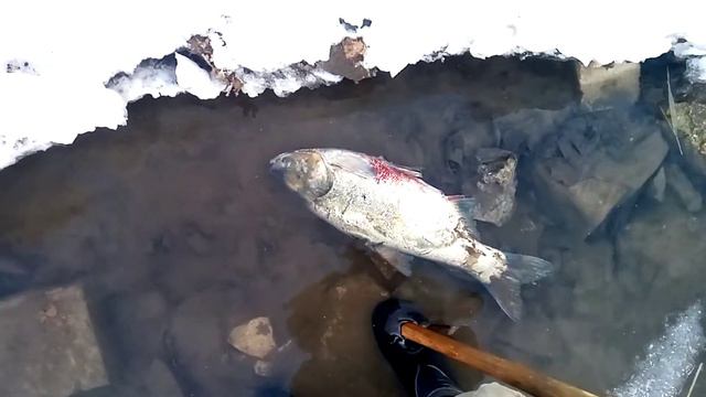 Замор рыбы!? Нет. Печаль по толстолобику... Дневник пруда