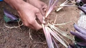 cara mudah memperbanyak bunga calathea ornata sanderiana