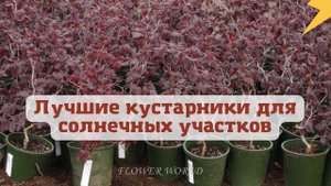 Лучшие кустарники для солнечных участков.???