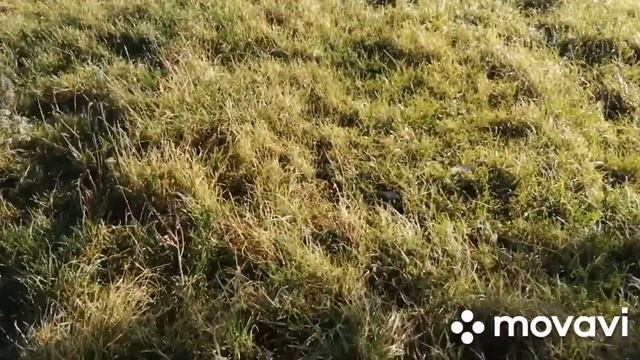 МИНИ-ФЕРМА!!!ВЫГОНЯЮ КОРОВ И ТЕЛЯТ ПОСЛЕ ЗАМОРОЗКА НА ПАСТБИЩЕ!РАЗНЫЕ ПОРОДЫ КУР НА МОЕМ ДВОРЕ! смотреть онлайн