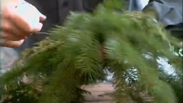 Gardening in America - December complete show #3 смотреть онлайн