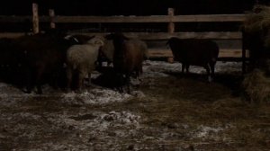 Выкидыш у овцы ? Что случилось ?