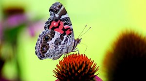 Андерсон Юэлль - 01. Замок, озвучивает Nikosho..mp4