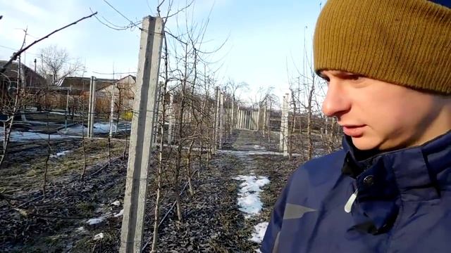 Приемы интенсивной обрезки яблони