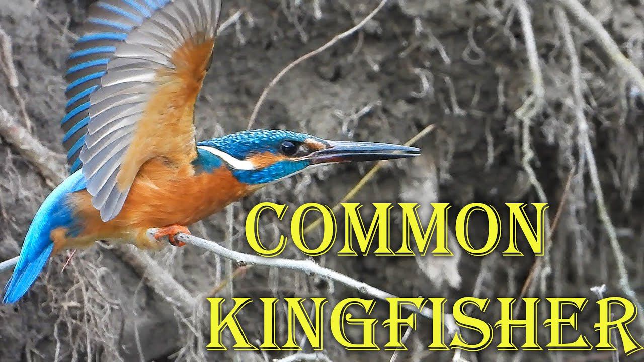 Зимородок в Днепровских плавнях / Common kingfisher / Martin pescatore смотреть онлайн