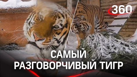 Московский зоопарк показал самого разговорчивого тигра