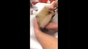 |?КАК ПОМЫТЬ ПОМЕРАНСКОГО ШПИЦА|?ПОМЕРАНСКИЙ ШПИЦ|