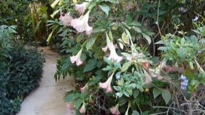 Mother's Day Angel's Trumpet