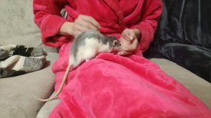 ?Весёлая прогулка с крысами дамбо / DUMBO RATS #57