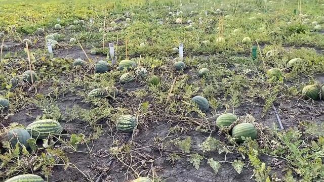 Астрахань 2020. Репортаж с уникального бахчевого поля. Сушка семян арбузов и дынь. Дегустация арбуз смотреть онлайн