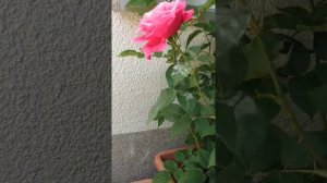 Как долго может прожить черенок розы без воды и грунта?