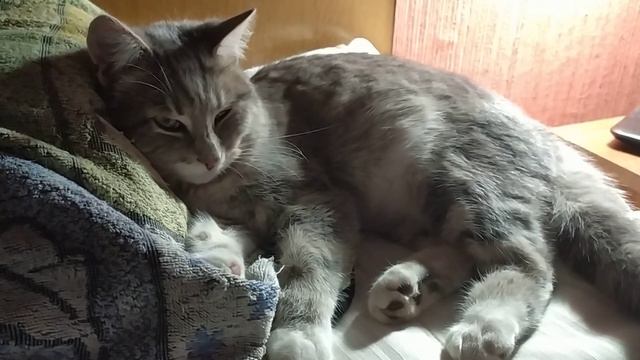 У нас поселился котенок. Моня минутка спокойствия. смотреть онлайн