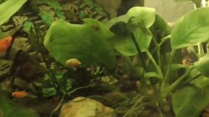 пецилии разные