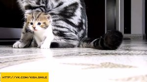 неуклюжие котята