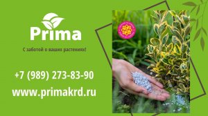 Prima в гала-конференции "Абрикос", г. Геленджик