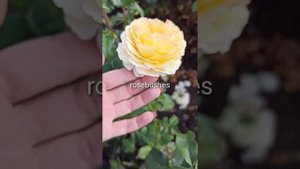 Беатрис Дэвид Остин (Beatrice David Austin Roses) https://rose-bushes.ru/