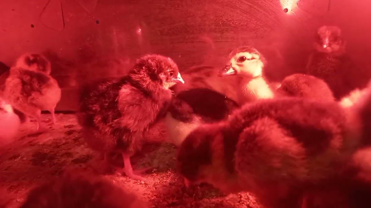 Вес суточного мускусного утенка))) смотреть онлайн