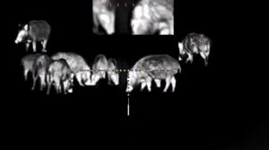 Охота на кабана с вышки