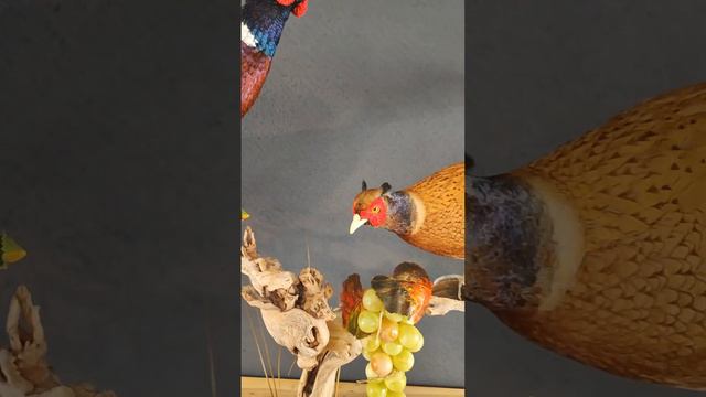 Изготовление охотничьего трофея фазаны охотничьи #taxidermy #hunt #birds #охота #hunting #hunter