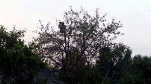Кот "Котарлсон", который живет на скворечнике