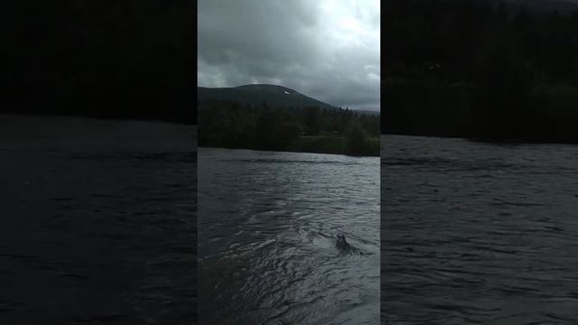 Рыбалка на реке Колвице-1 смотреть онлайн