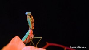 Древесный богомол (Hierodula sp. Vietnam) - BogomolDoma