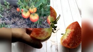 Белой середины у томата не будет, если последуете моему совету